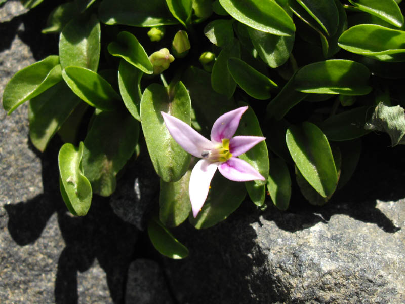 Lobelia oligophylla en fleurs dans les éboulis humides des Andes